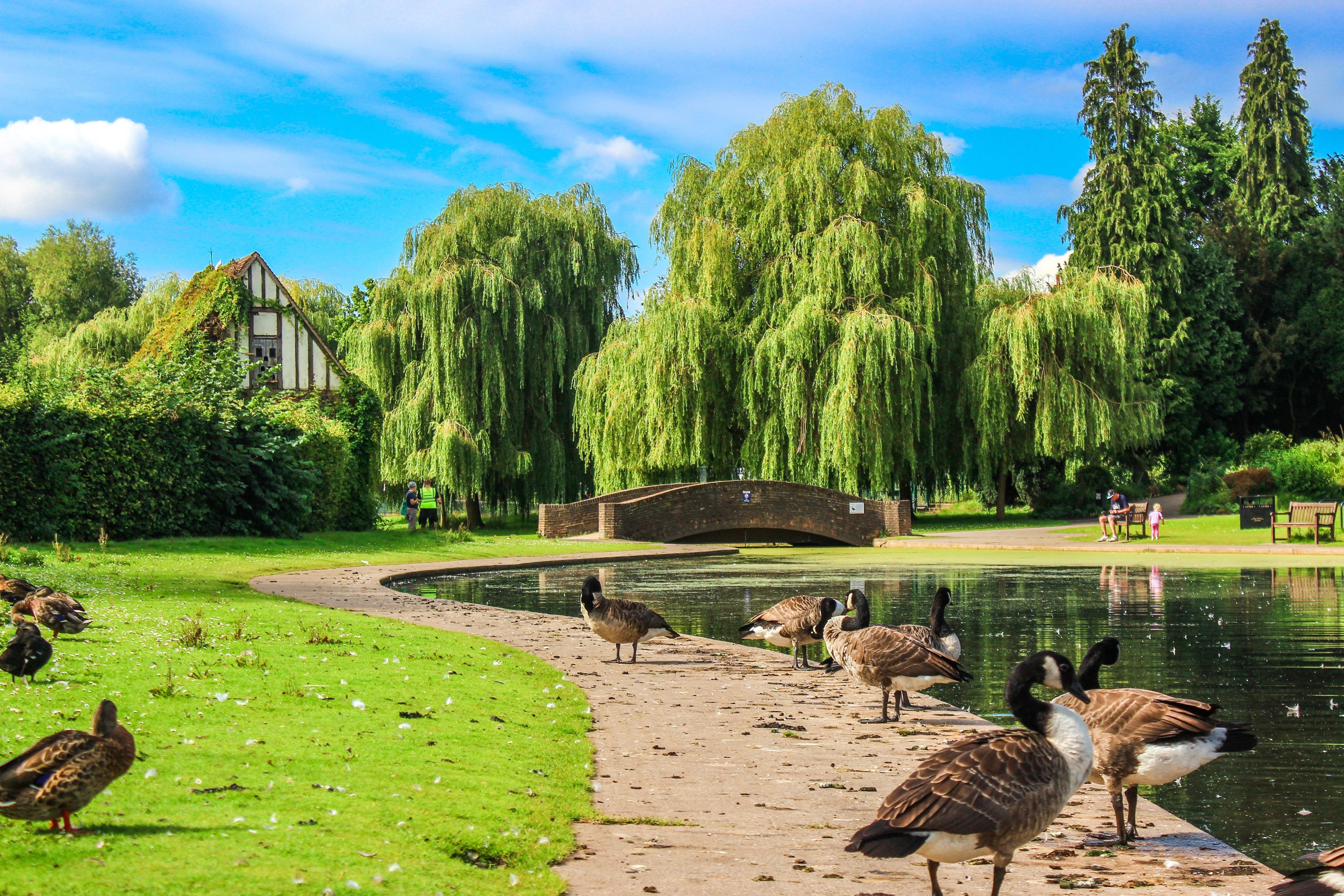 geese in rowntree park york